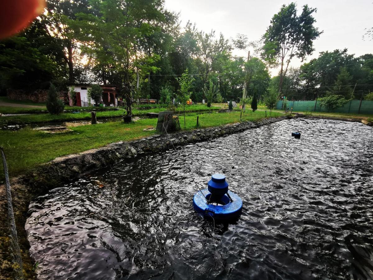 Pensiunea Casa Moga Bucium  Bagian luar foto