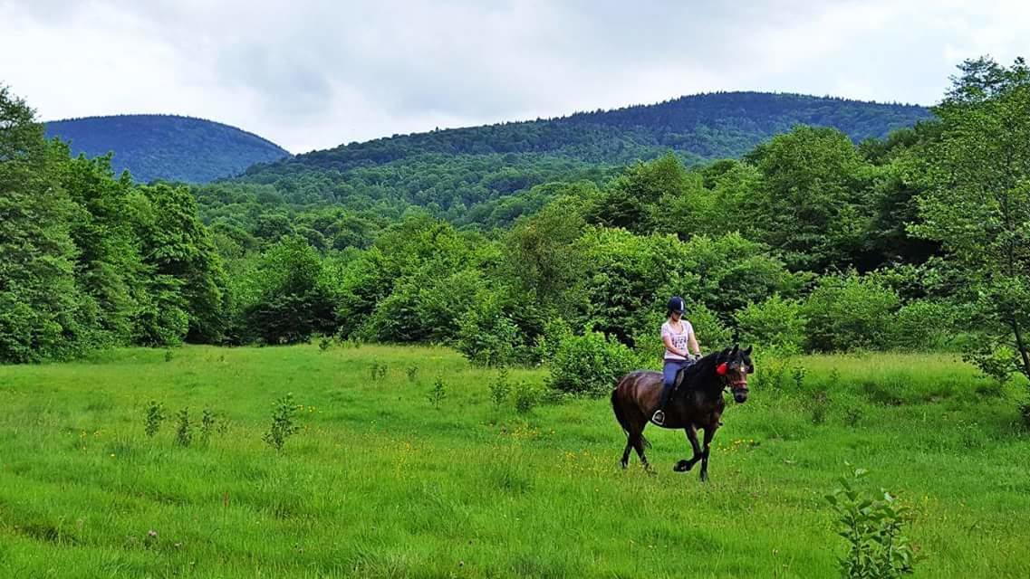 Pensiunea Casa Moga Bucium  Bagian luar foto